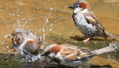 Attracting Birds and Butterflies to Your Garden